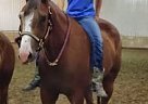 SH Puttinontheritz Quarter Horse Gelding