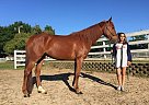 Registered Arabian Saddlebred Ma... Half Arabian Mare