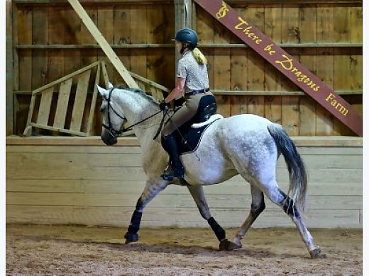 9 YO Lusitano/Hanoverian Gelding