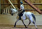 Lusitano - Horse for Sale in Littleton, MA 01720 Lusitano - Horse for Sale in Littleton, MA 01720