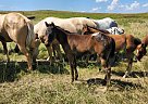 Appaloosa - Horse for Sale in New England, ND 58647 Appaloosa - Horse for Sale in New England, ND 58647