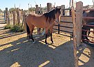 Warmblood - Horse for Sale in Ash fork, AZ 86320