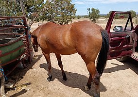 Warmblood (Warmblood, Mare) in Ash fork, AZ