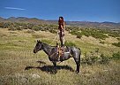 Fizz - Gelding in Bellvue, CO Fizz - Gelding in Bellvue, CO