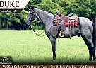 Tennessee Walking - Horse for Sale in Parkers Lake, KY 42634