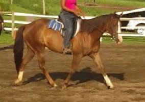 Quarter Horse (Quarter Horse, Mare) in Kutztown, PA