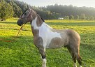 Torpedo - Gelding in Rogersville, KY Torpedo - Gelding in Rogersville, KY
