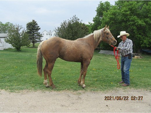 Gorgeous Broke Gelding