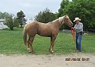 Baron - Gelding in Milnor, ND Baron - Gelding in Milnor, ND
