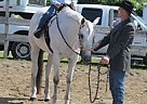 Quarter Horse Mare for Sale in Lowville, New York Quarter Horse Mare for Sale in Lowville, New York