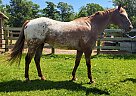 Hollywood - Gelding in Bemidji, MN Hollywood - Gelding in Bemidji, MN