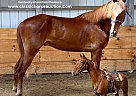 Kentucky Mountain - Horse for Sale in BEATTYVILLE, KY 37091