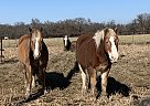 Lucky - Gelding in Richmond, KS Lucky - Gelding in Richmond, KS