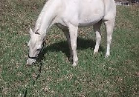 Missouri Fox Trotter (Missouri Fox Trotter, Mare) in Fort Collins, CO