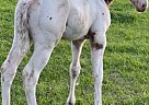 Appaloosa - Horse for Sale in New England, ND 58647 Appaloosa - Horse for Sale in New England, ND 58647