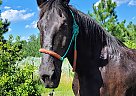 Percheron - Horse for Sale in Sebeka, MN 56477