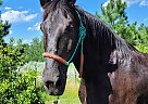 Percheron - Horse for Sale in Sebeka, MN 56477 Percheron - Horse for Sale in Sebeka, MN 56477