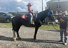 Percheron - Horse for Sale in Mohawk, TN 37810 Percheron - Horse for Sale in Mohawk, TN 37810