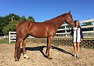Half Arabian - Horse for Sale in Bison, SD 57760