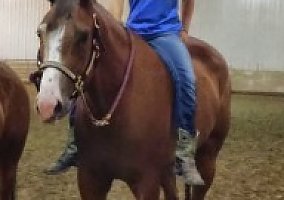 Quarter Horse (Quarter Horse, Gelding) in Wimbledon, ND
