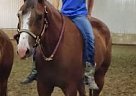 Quarter Horse - Horse for Sale in Wimbledon, ND 58492