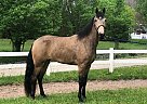 Tennessee Walking - Horse for Sale in Olive Hill, KY 41164