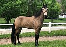 Tennessee Walking - Horse for Sale in Olive Hill, KY 41164 Tennessee Walking - Horse for Sale in Olive Hill, KY 41164