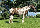 ZZ - Gelding in Wallingford, KY ZZ - Gelding in Wallingford, KY