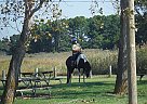 TWH/SSH Mare Chyna