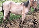 Quarter Horse - Horse for Sale in Little Fort, BC V0E2C0 Quarter Horse - Horse for Sale in Little Fort, BC V0E2C0