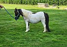 Cooper - Gelding in Sterling, OH Cooper - Gelding in Sterling, OH