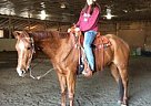 Shes Willy Winnin Quarter Horse Mare