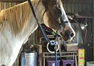 Duke - Gelding in Blanchard, OK Duke - Gelding in Blanchard, OK