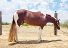 Paint - Horse for Sale in Marana, AZ 85653