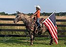 Beauty - Mare in Owingsville, KY Beauty - Mare in Owingsville, KY
