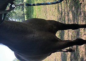 Quarter Horse (Quarter Horse, Mare) in Mendon, IL