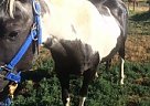 Paint - Horse for Sale in Longmont, CO 80504 Paint - Horse for Sale in Longmont, CO 80504