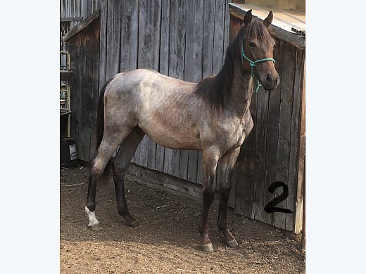 Blue Roan Yearling