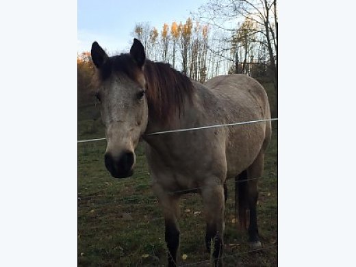 Buckskin