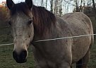 Quarter Horse - Horse for Sale in Emlenton, PA 16373