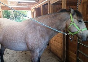 Buckskin (Quarter Horse, Mare) in Emlenton, PA