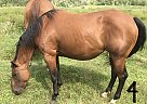 Quarter Horse - Horse for Sale in Little Fort, BC V0E2C0