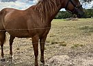 Quarter Horse - Horse for Sale in Huntington, TX 75949 Quarter Horse - Horse for Sale in Huntington, TX 75949
