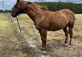 Quarter Horse (Quarter Horse, Mare) in Huntington, TX