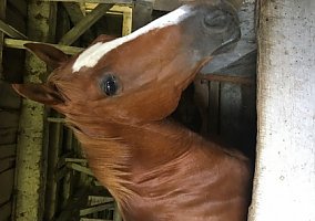 Quarter Horse (Quarter Horse, Mare) in Mercer, PA