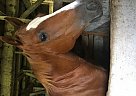 Quarter Horse - Horse for Sale in Mercer, PA 16137