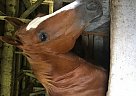 Quarter Horse - Horse for Sale in Mercer, PA 16137 Quarter Horse - Horse for Sale in Mercer, PA 16137
