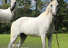 Tennessee Walking - Horse for Sale in HUSTONVILLE, KY 37091