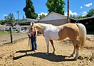 Arabian - Horse for Sale in Rogue River, OR 97525 Arabian - Horse for Sale in Rogue River, OR 97525