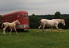 Tennessee Walking - Horse for Sale in Woodbury, TN 37190 Tennessee Walking - Horse for Sale in Woodbury, TN 37190